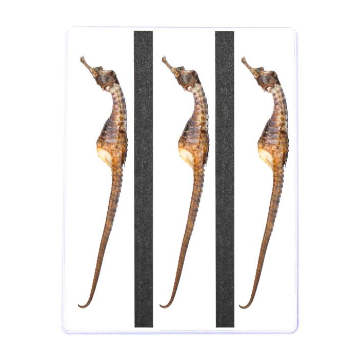 the packaging design for seahorses