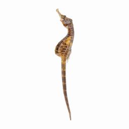 the packaging design for seahorses