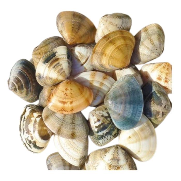a variety of shells