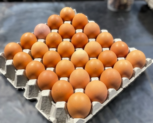Egg