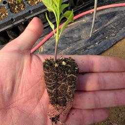 korean soybean oil in a bag on a white background