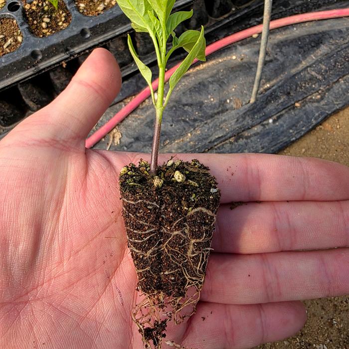 korean soybean oil in a bag on a white background