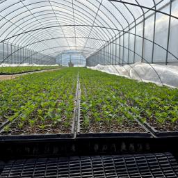 korean soybean oil in a bag on a white background