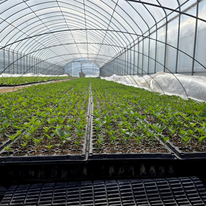 korean soybean oil in a bag on a white background