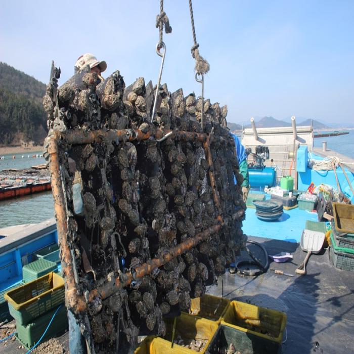 Korea's representative specialty, Wando's luxury active abalone work photograph