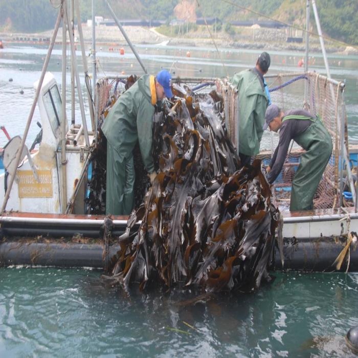A photo of seaweed work to provide food for active abalone