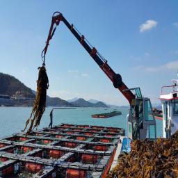 A picture of a live abalone farm. [Picture of feeding abalone with a machine]