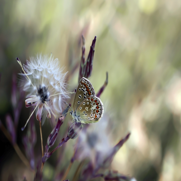 butterfly on a flower