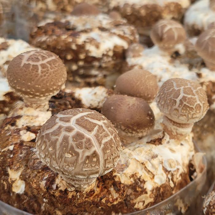 a group of mushrooms