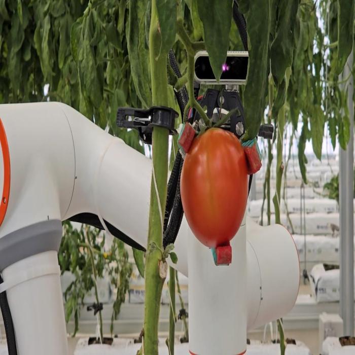 a robotic tomato picker