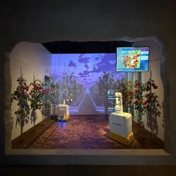 a video installation