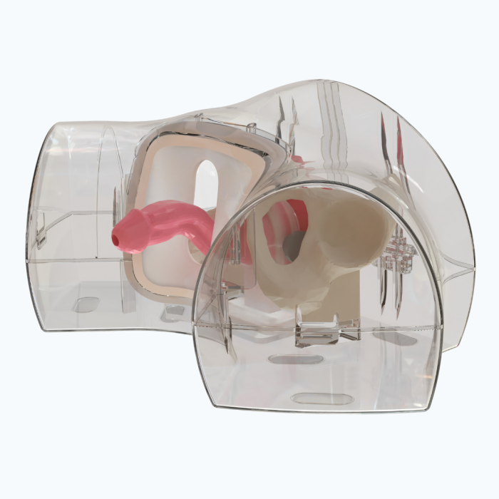 BPH Surgery Training Model -  Pelvic