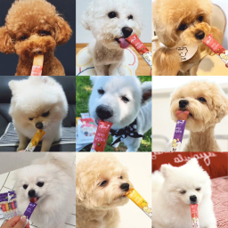 dogs eating dog treats