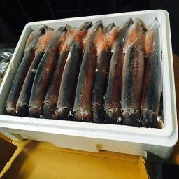 Squid -  polystyrene box